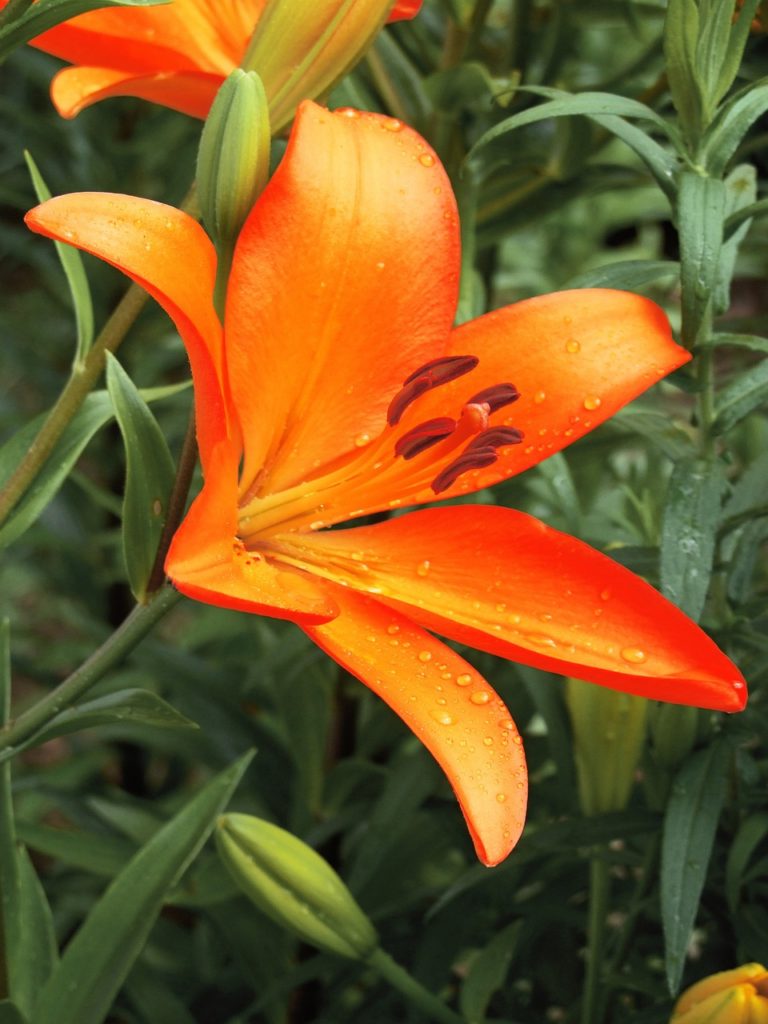 asian lily, lilium asiatic, flower-5459454.jpg