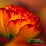 flower, orange flower, beautiful flowers-7918323.jpg